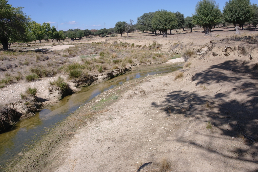 Recuperación de vegetación riparia y sotobosque Recuperación de vegetación riparia y sotobosque